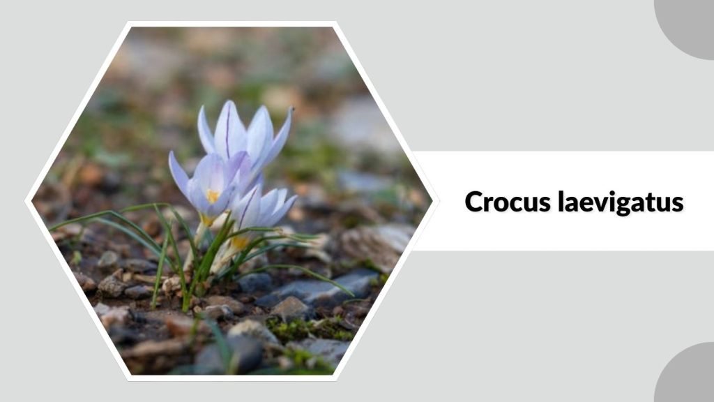 Crocus laevigatus