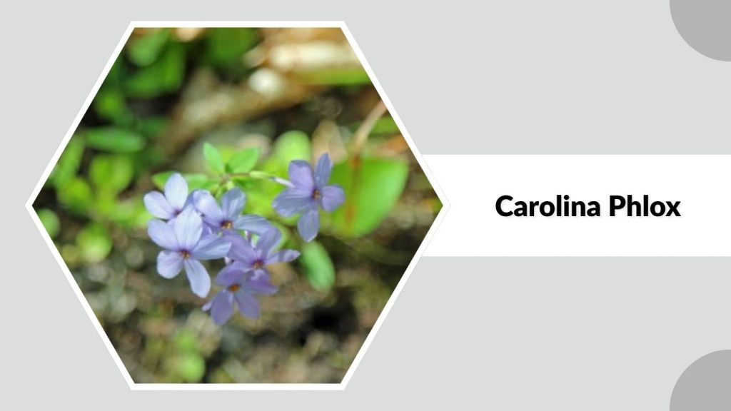 Carolina Phlox