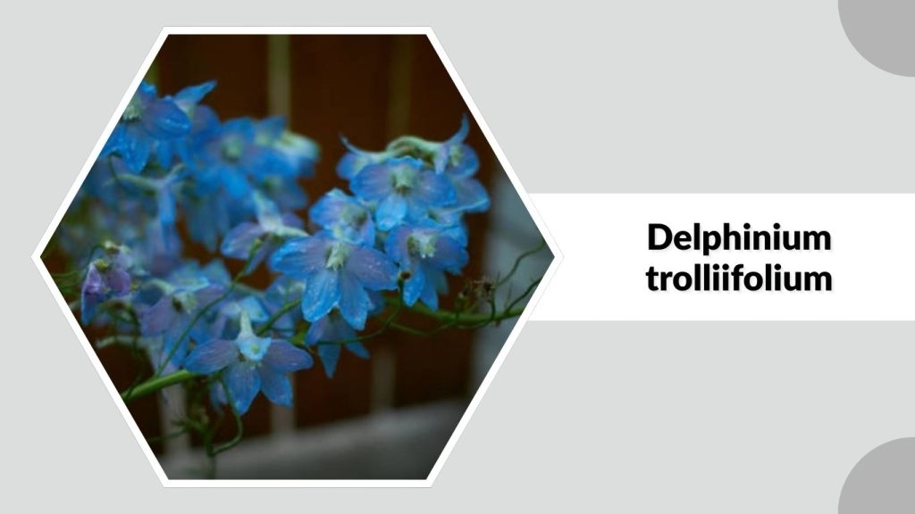 Delphinium trolliifolium