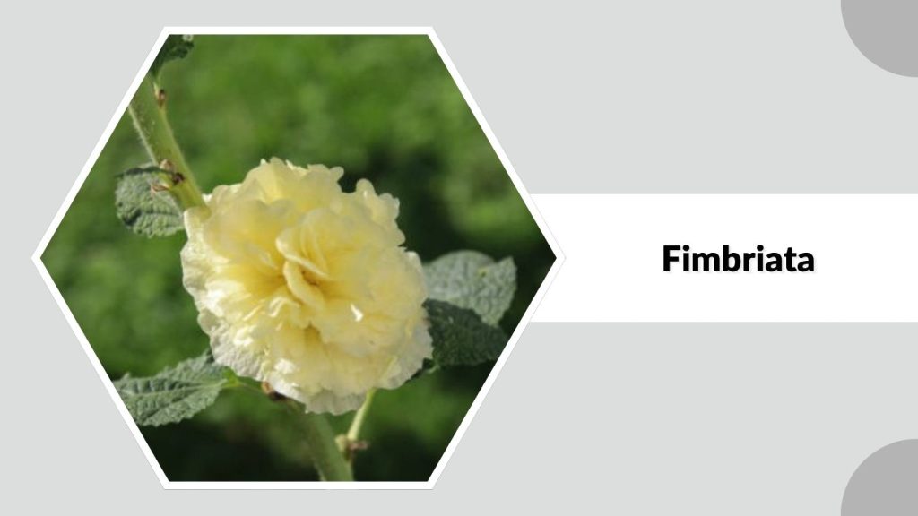 Alcea rosea ‘Fimbriata’