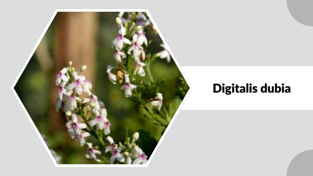 Digitalis dubia