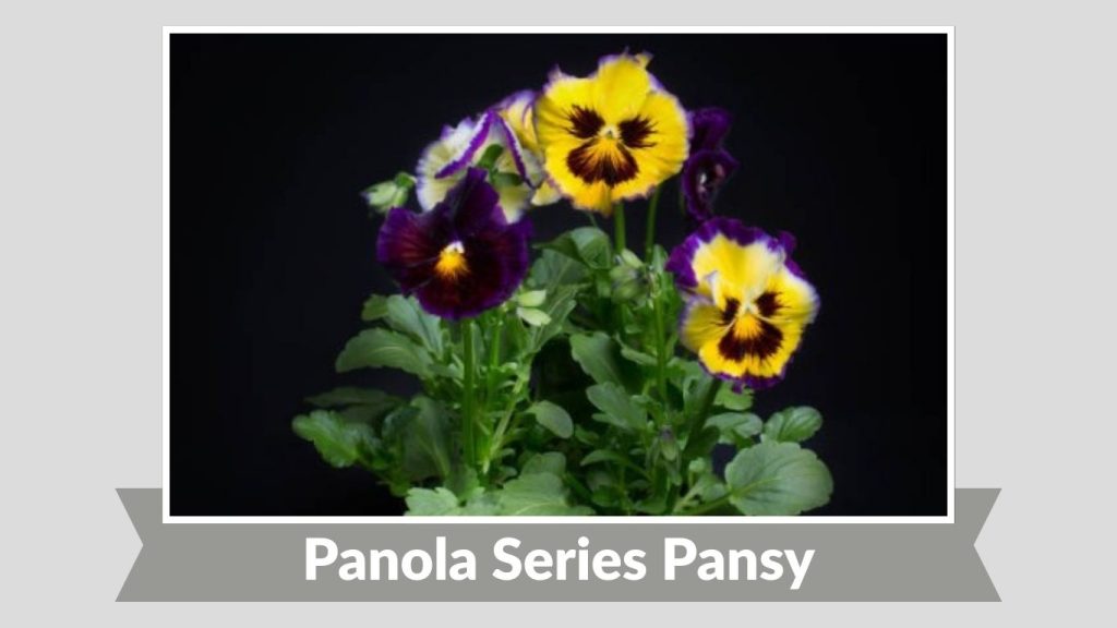  Panola Series Pansy
