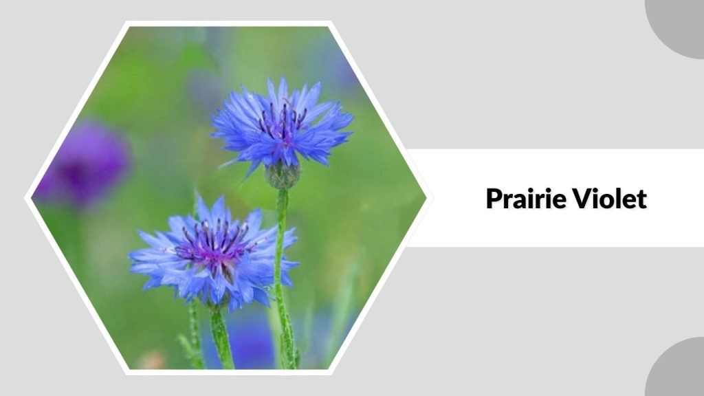 Prairie Violet