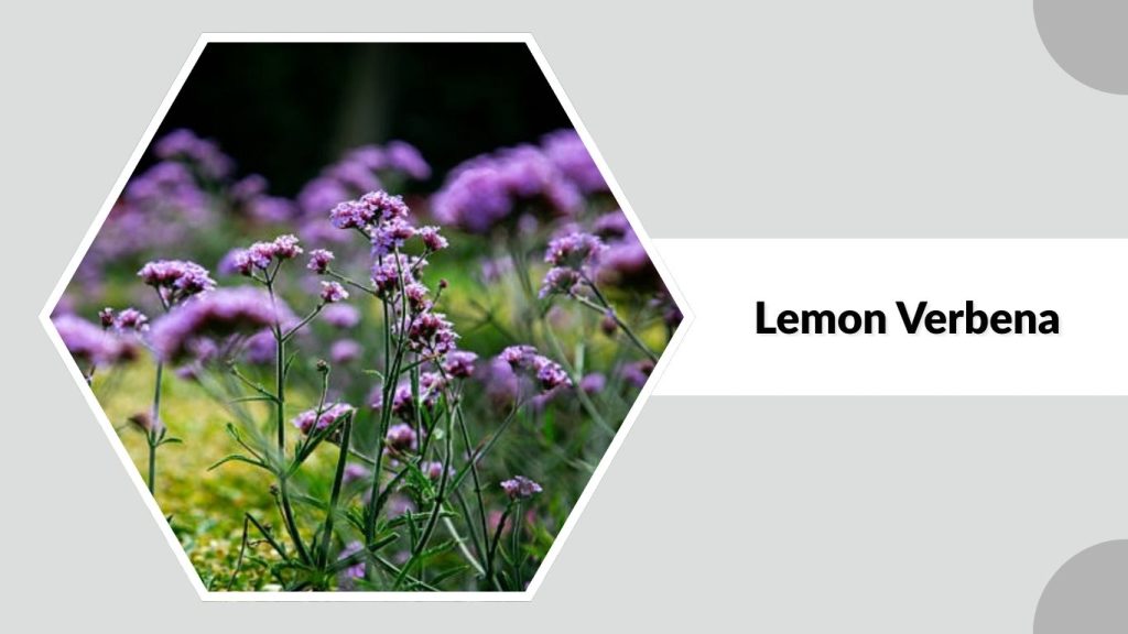 Lemon Verbena