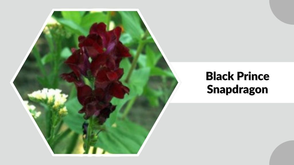 Black Prince Snapdragon