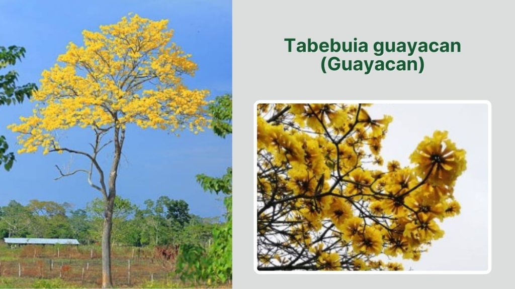 Tabebuia guayacan (Guayacan)