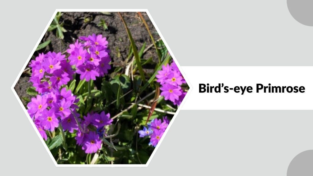Bird’s-eye Primrose