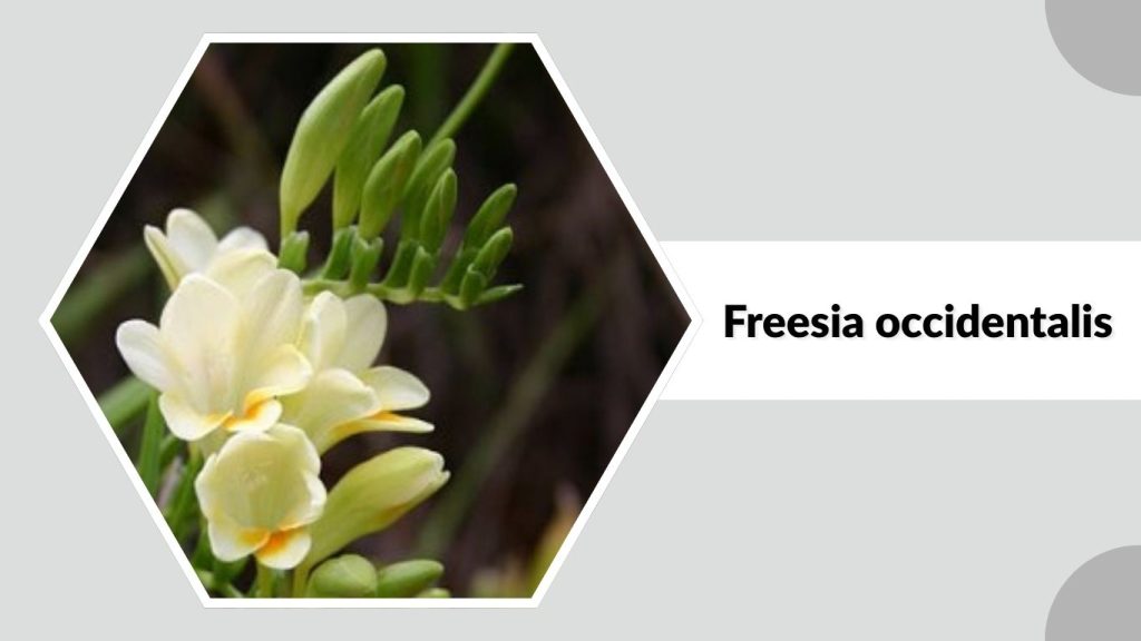 Freesia occidentalis