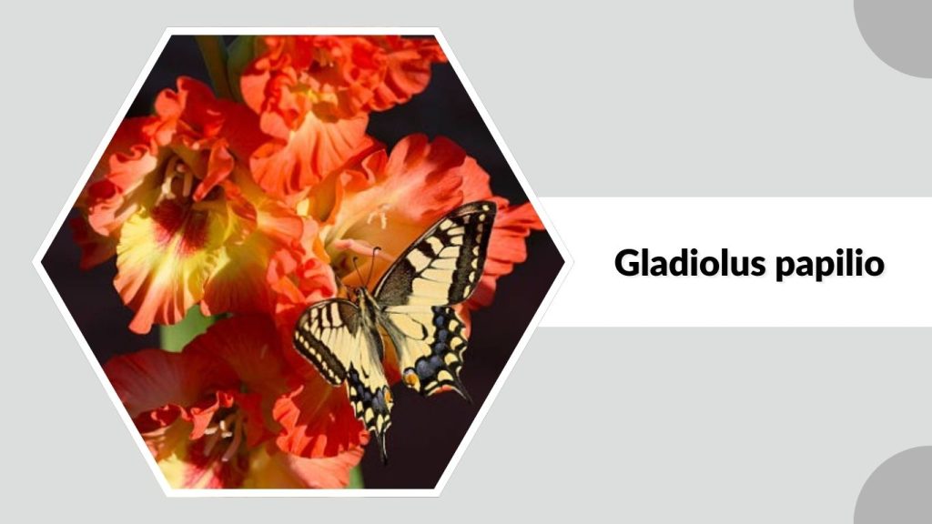 Gladiolus papilio