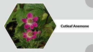 27 Common Types of Anemone Flower: Identification With Pictures