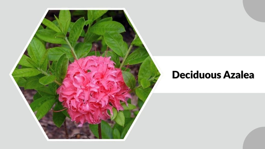 Deciduous Azalea