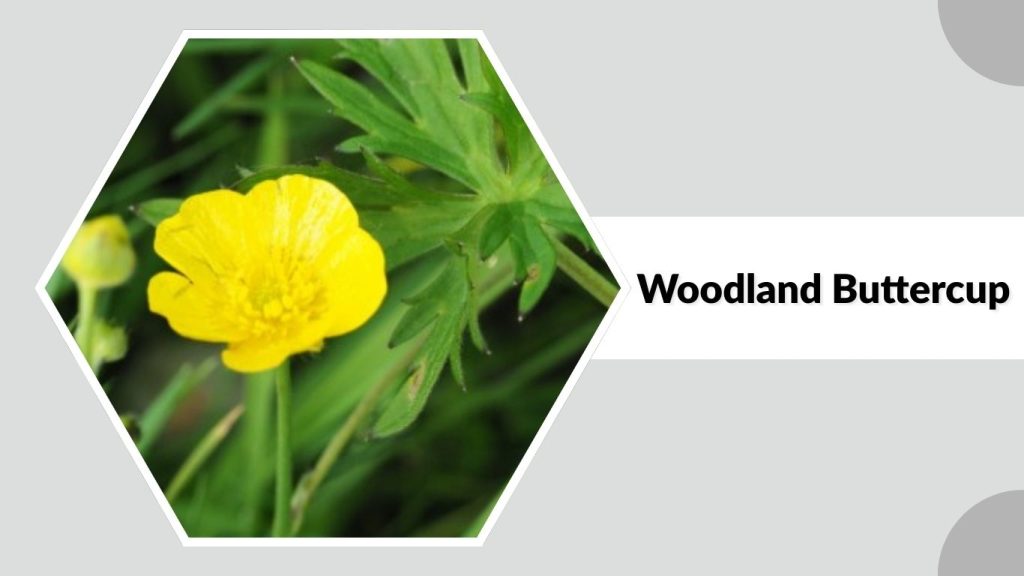 Woodland Buttercup