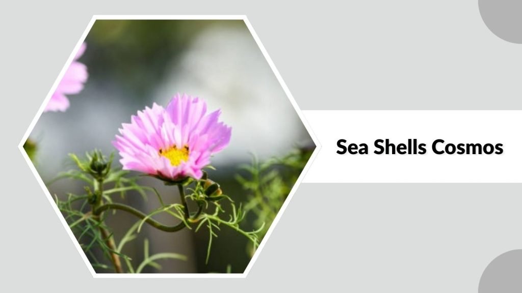  Sea Shells Cosmos