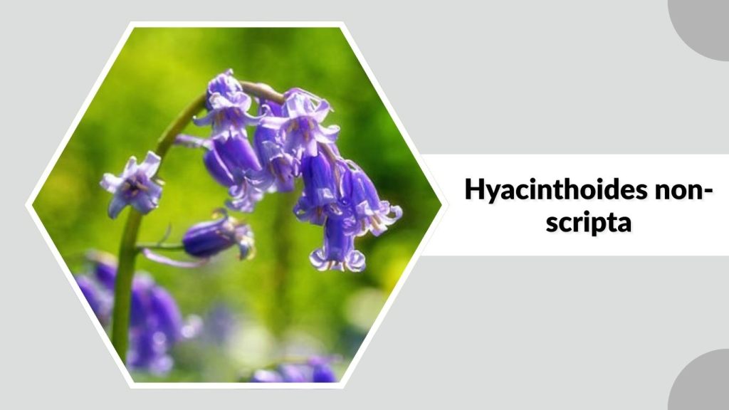 Hyacinthoides non-scripta
