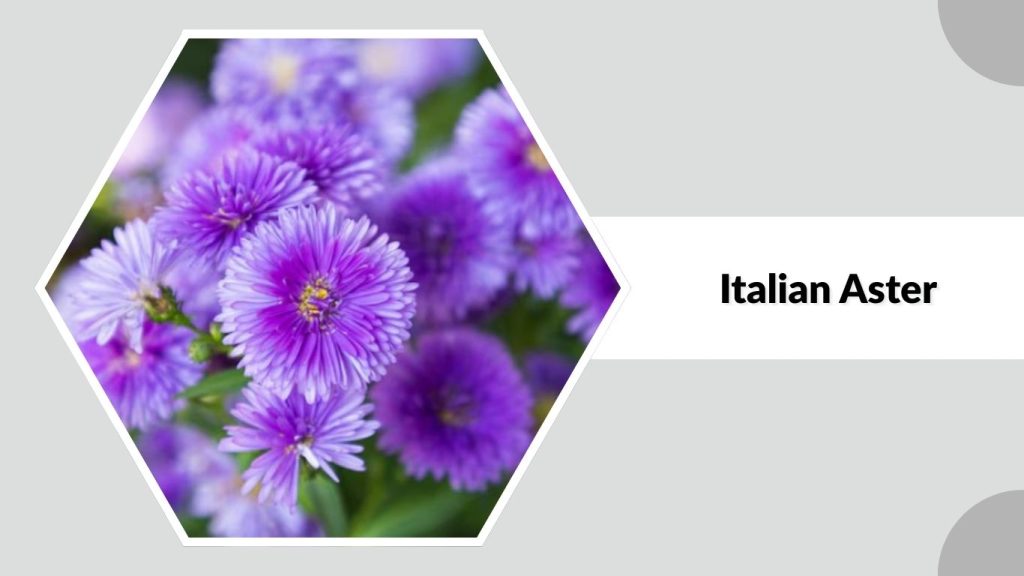  Italian Aster