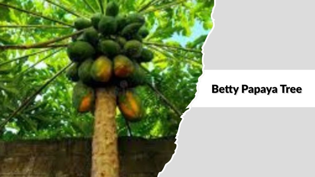 Betty Papaya Tree