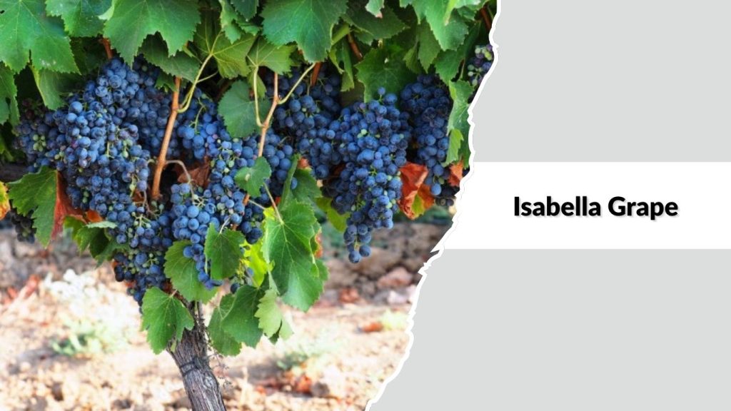 Isabella Grape