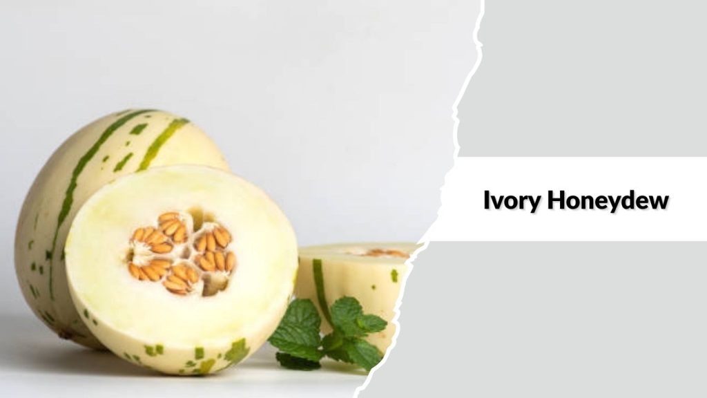  Ivory Honeydew