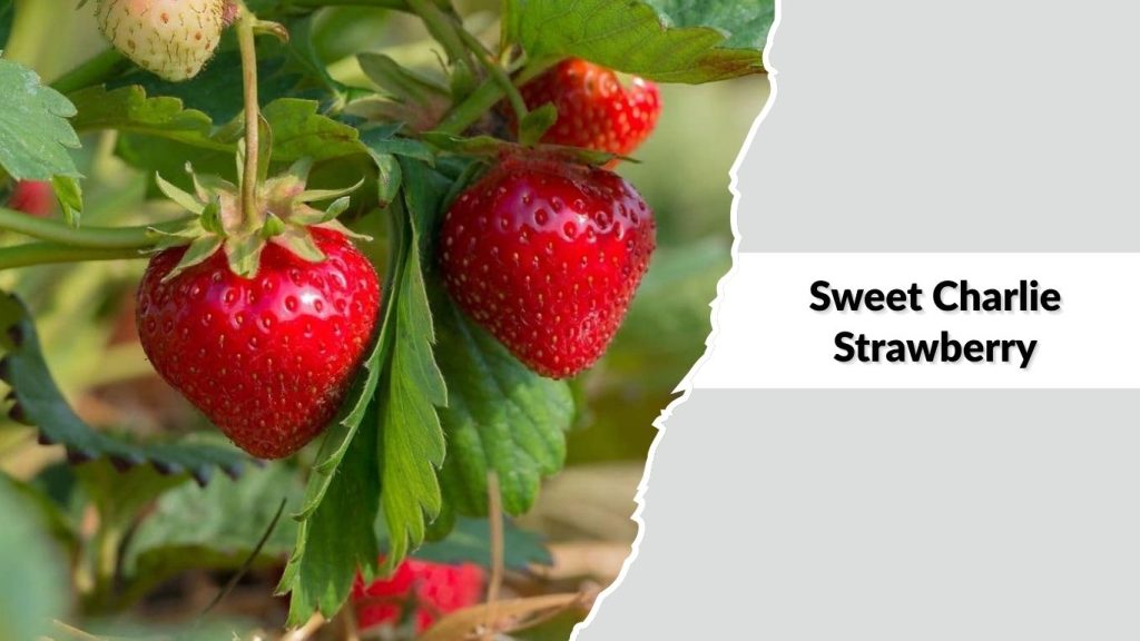 Sweet Charlie Strawberry