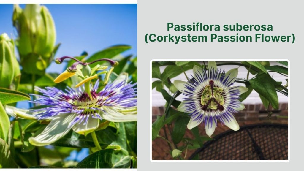 Passiflora suberosa (Corkystem Passion Flower)