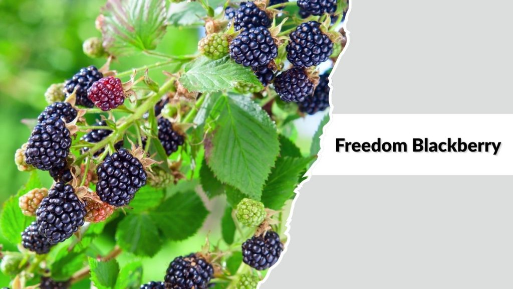 Freedom Blackberry