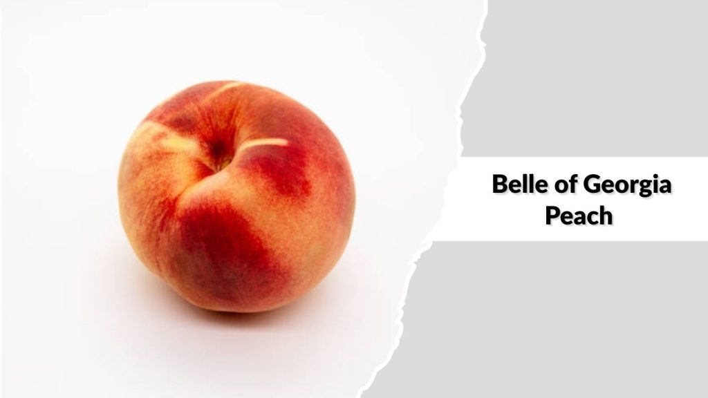 Belle of Georgia Peach