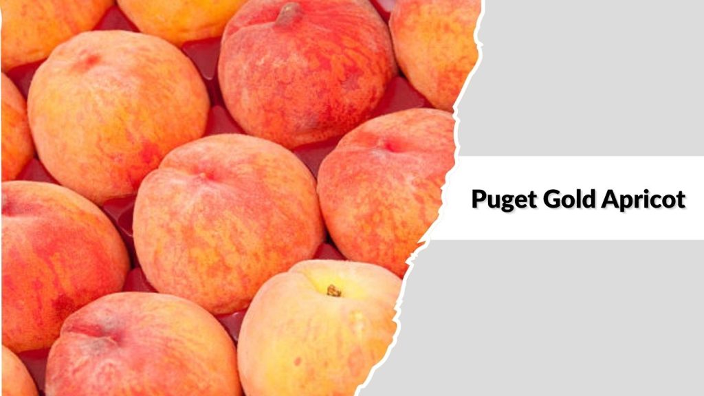  Puget Gold Apricot