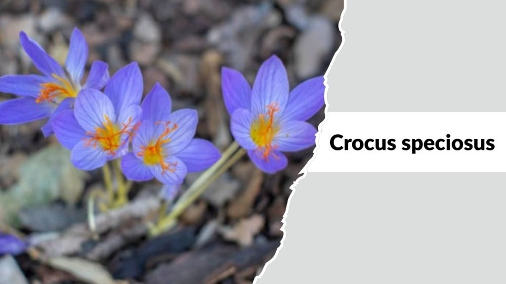 Crocus speciosus