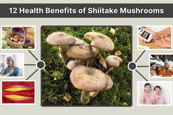 12 Health Benefits of Shiitake Mushrooms