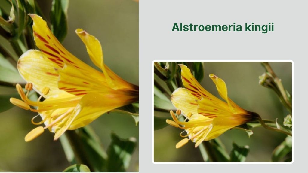 Alstroemeria kingii