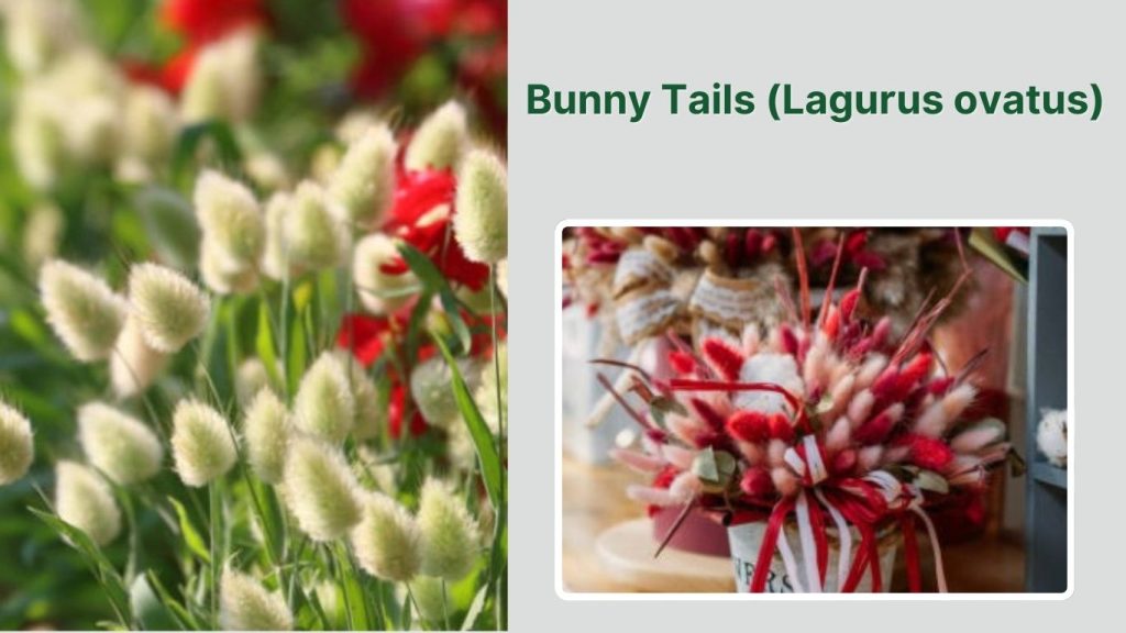 Bunny Tails (Lagurus ovatus)