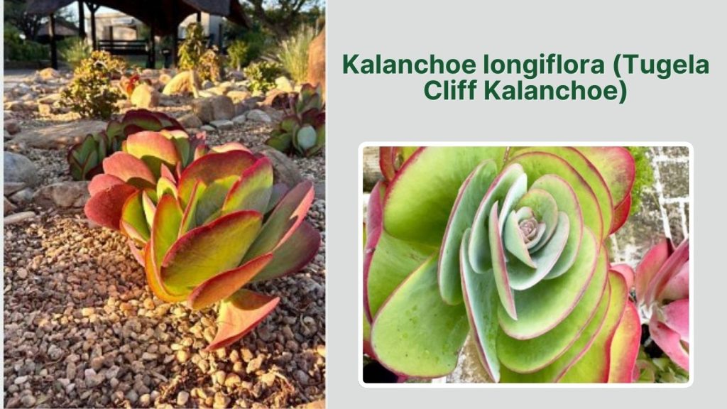 Kalanchoe longiflora (Tugela Cliff Kalanchoe)