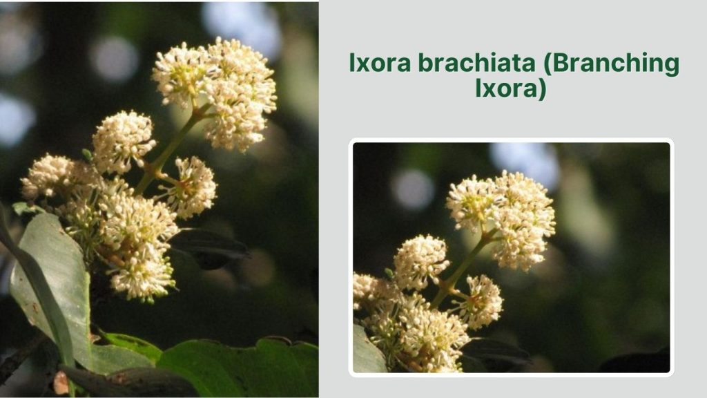 Ixora brachiata (Branching Ixora)