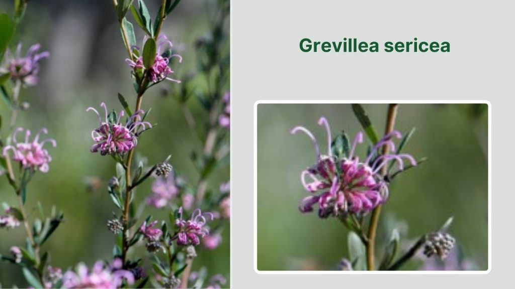 Grevillea sericea