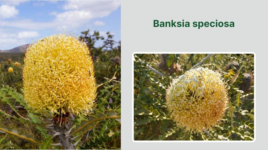  Banksia speciosa