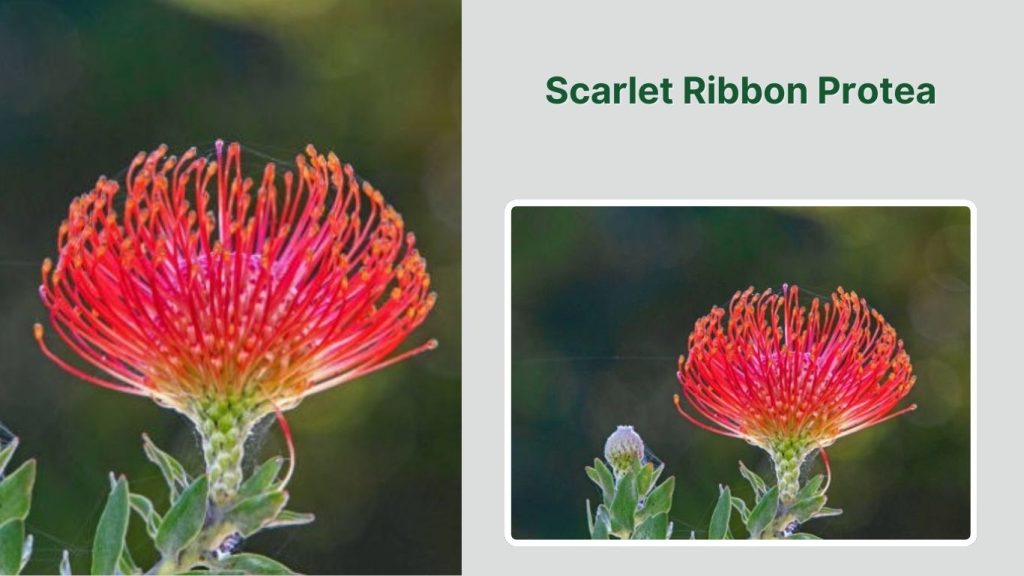 Scarlet Ribbon Protea