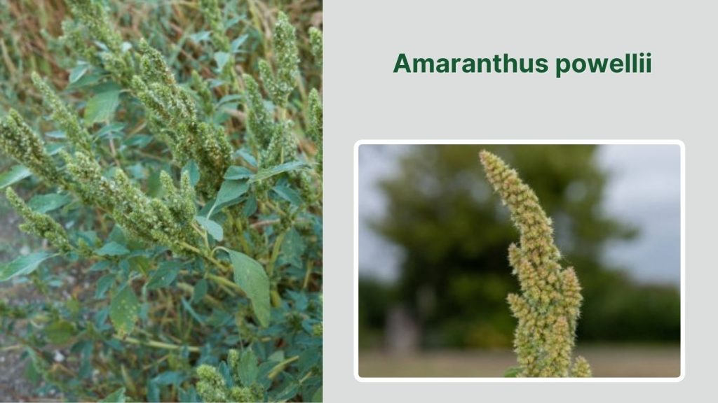  Amaranthus powellii 