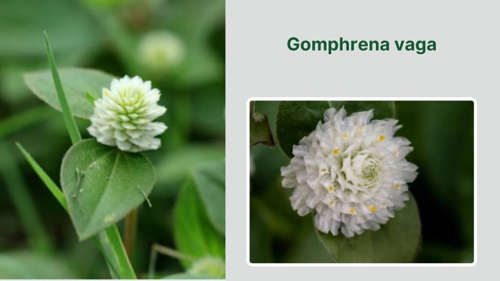 Gomphrena vaga