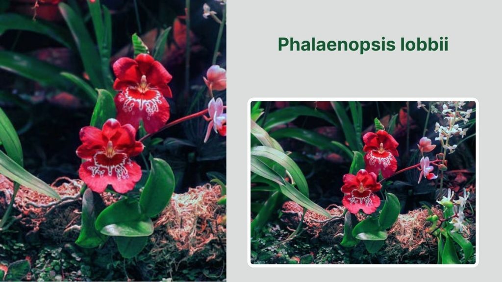 Phalaenopsis lobbii