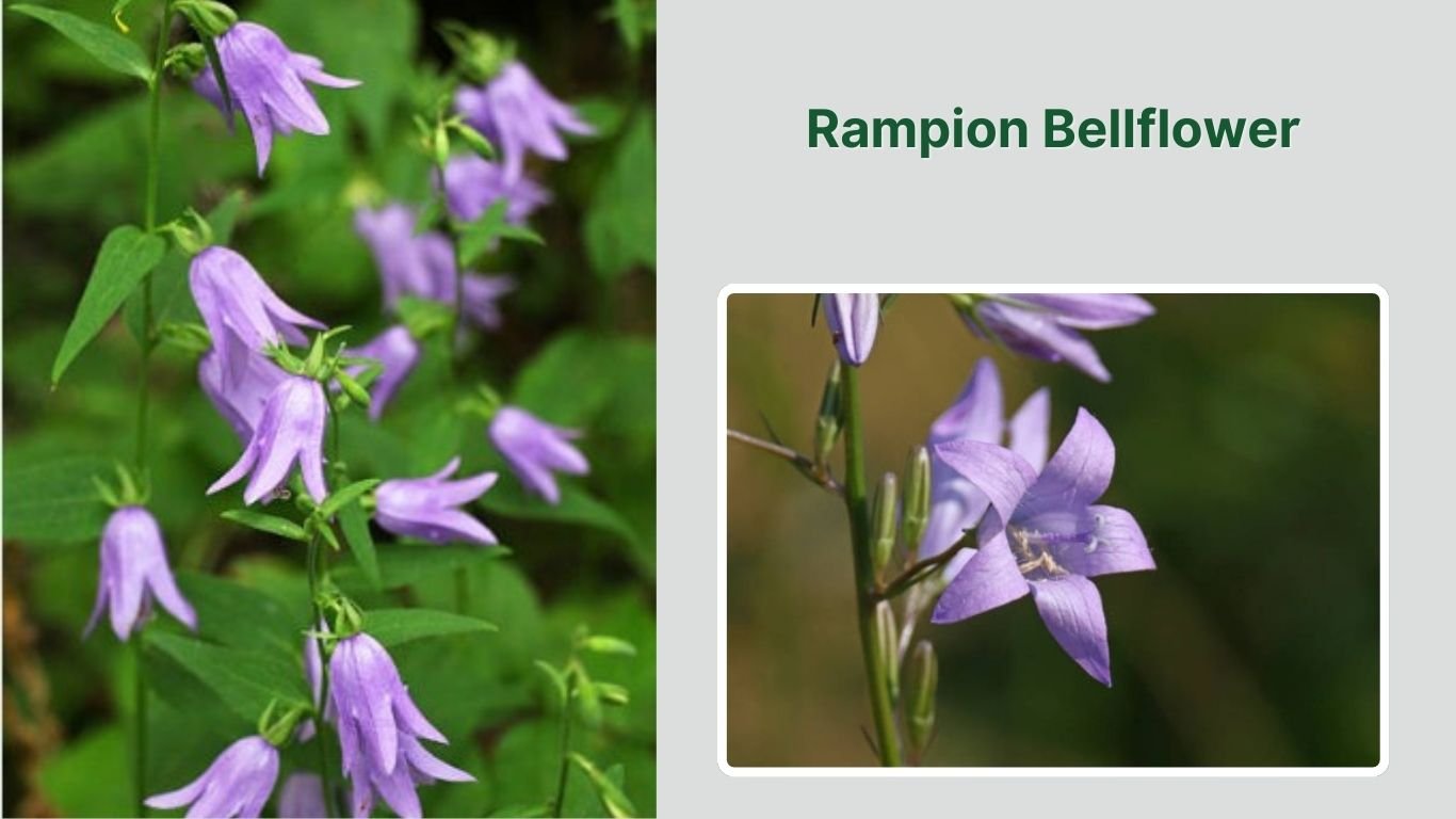 17 Types of Bellflower: Identification with Picture