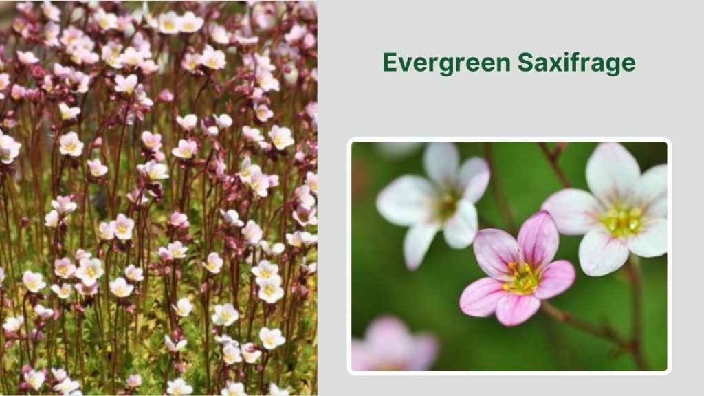  Evergreen Saxifrage