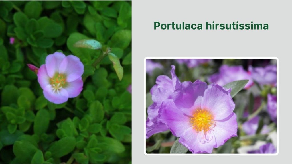 Portulaca hirsutissima
