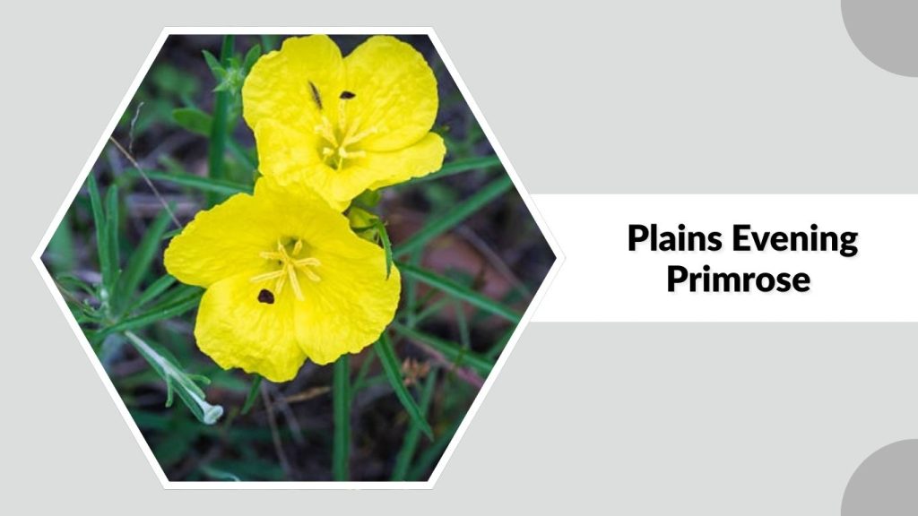 Plains Evening Primrose