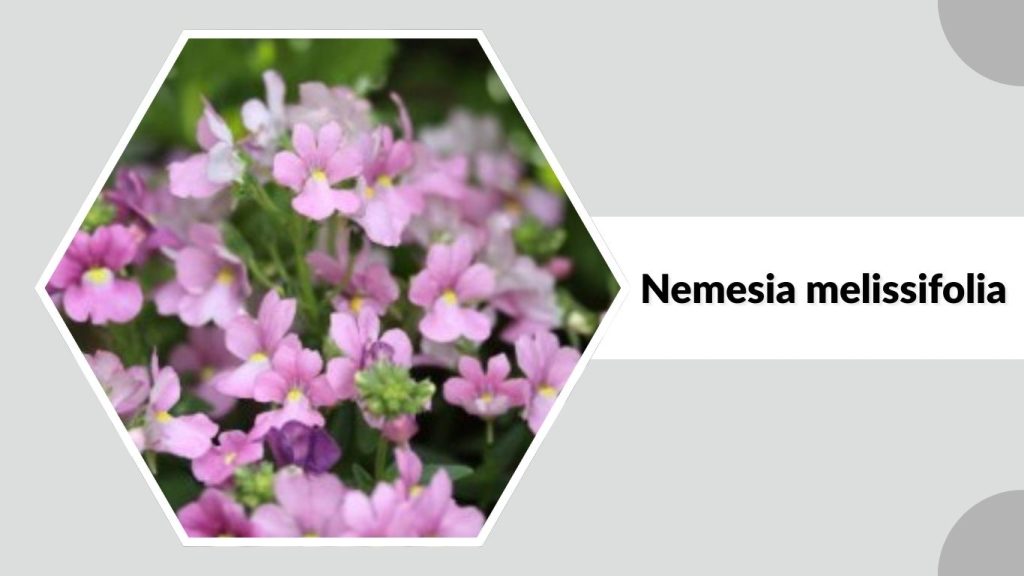 Nemesia melissifolia