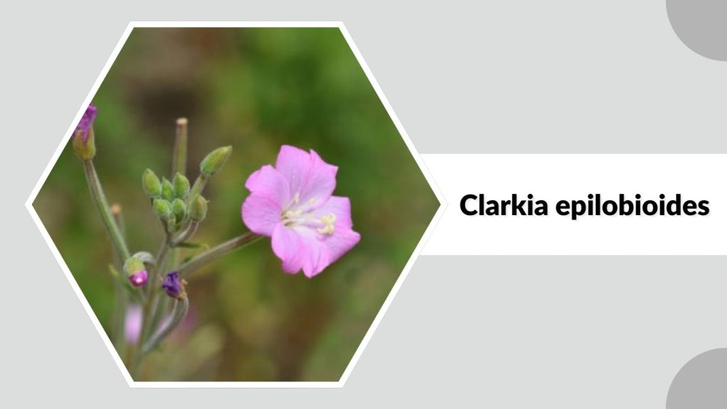  Clarkia epilobioides
