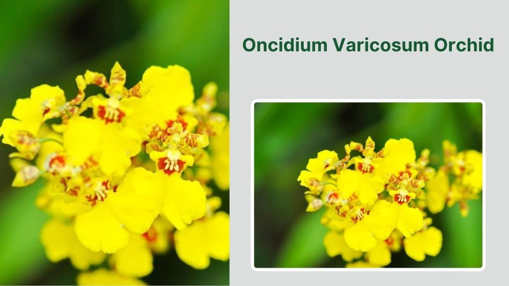 Oncidium Varicosum Orchid