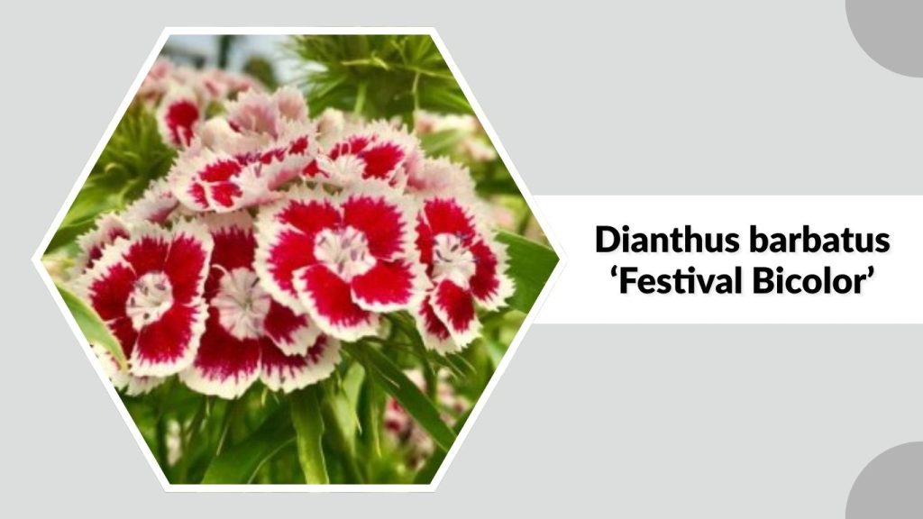  Dianthus barbatus ‘Festival Bicolor’