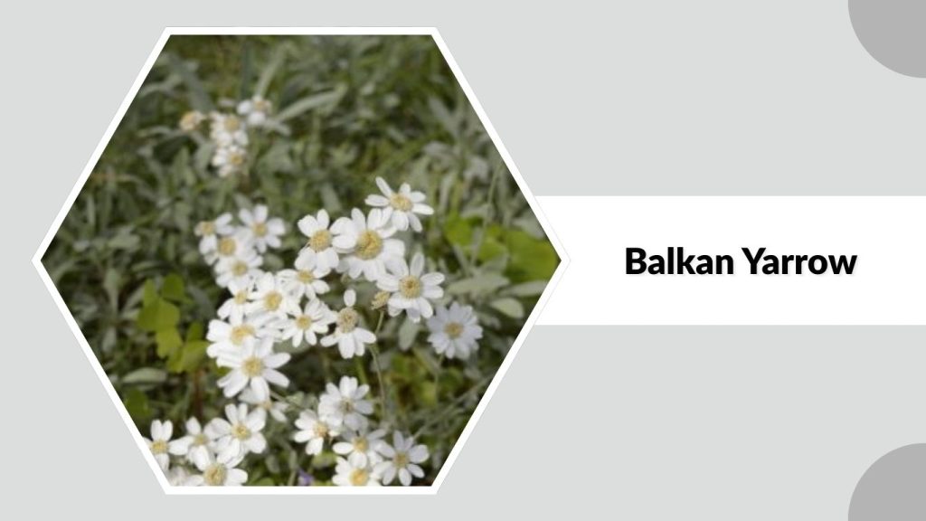  Balkan Yarrow 