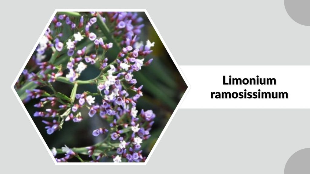  Limonium ramosissimum