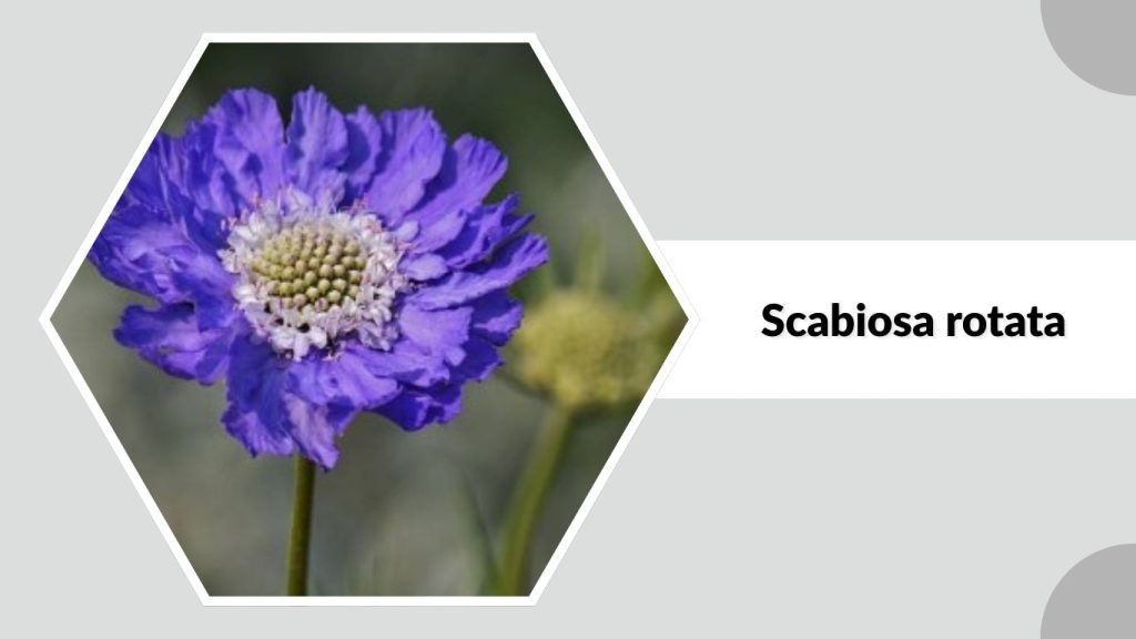 Scabiosa rotata